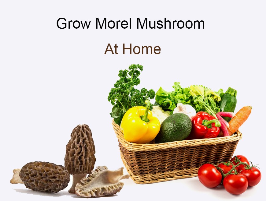 grow morel mushroom at home