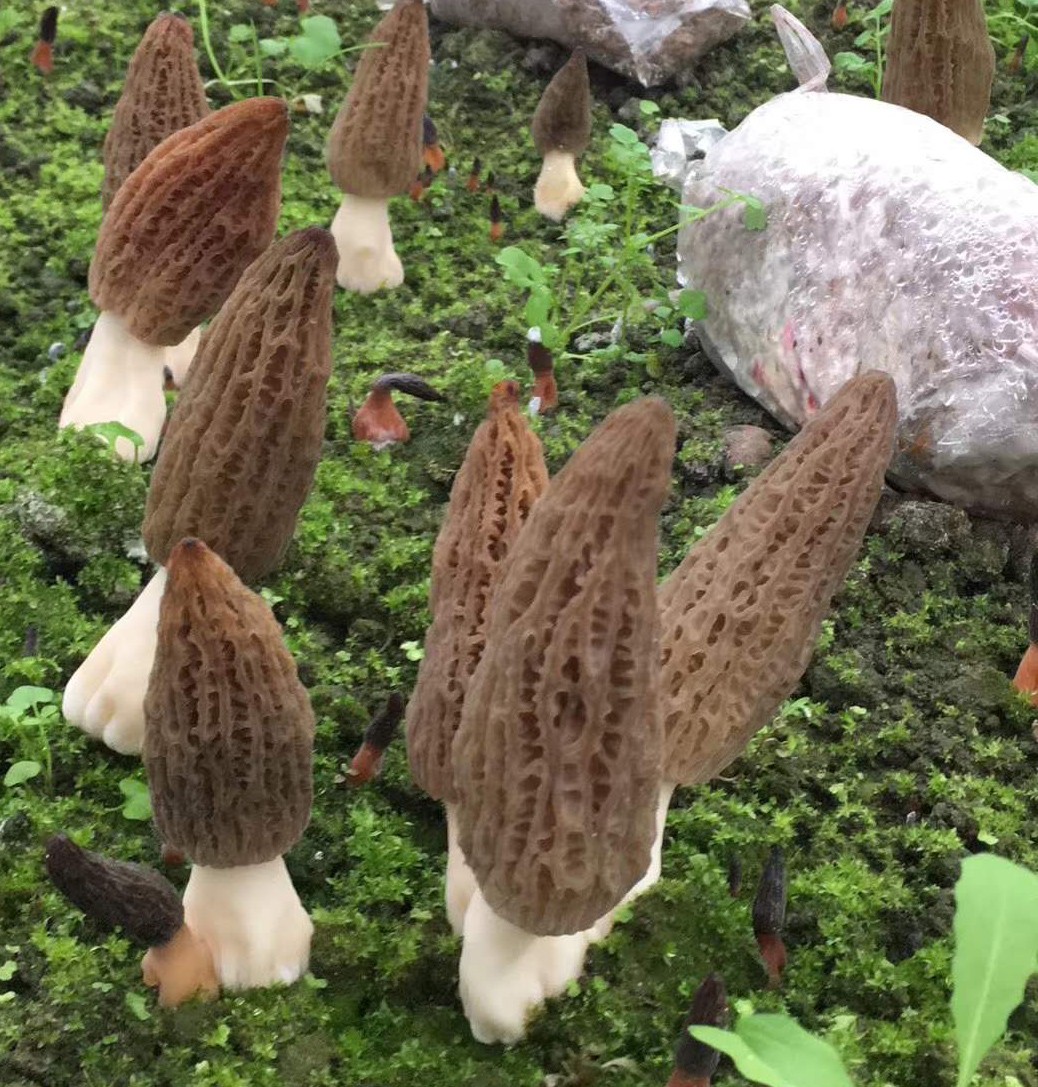 grow morel mushroom at home