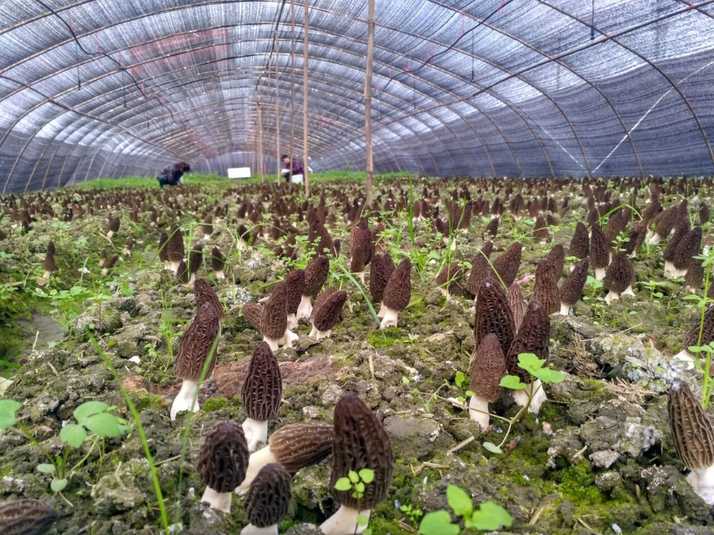 Morel Cultivation Technical Training Course