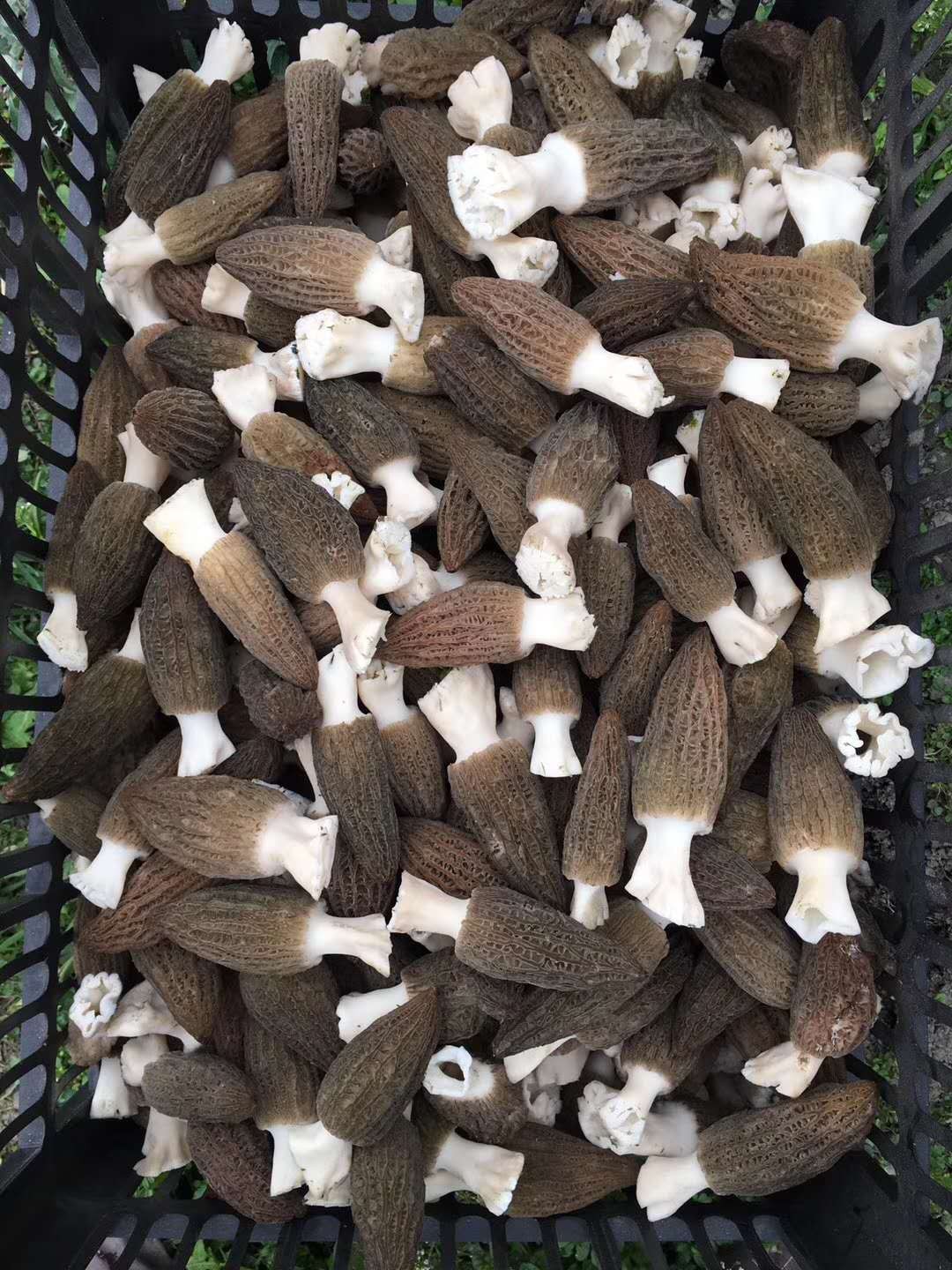 Fresh Morchella / Fresh Morel Mushroom