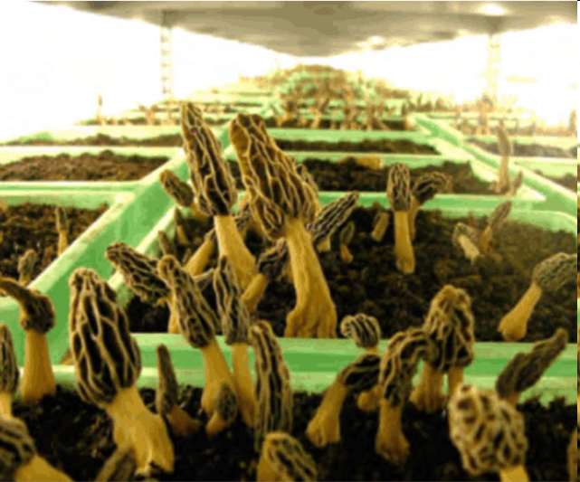 US Indoor Morel Fruiting Body