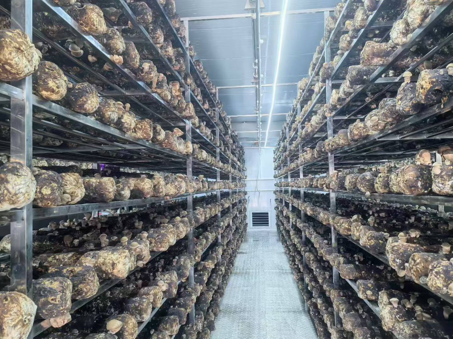 Edible Mushroom IoT Smart Container